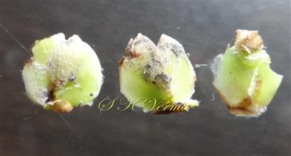  Basal Bracts